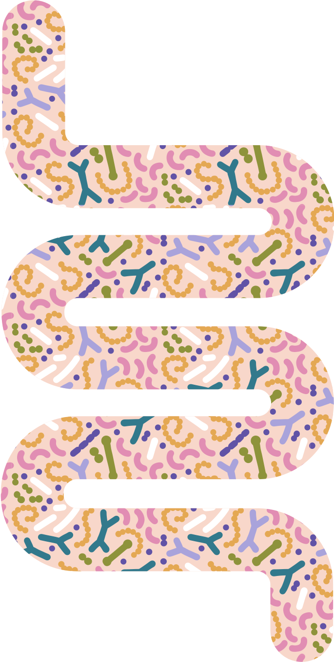 digestion illustration