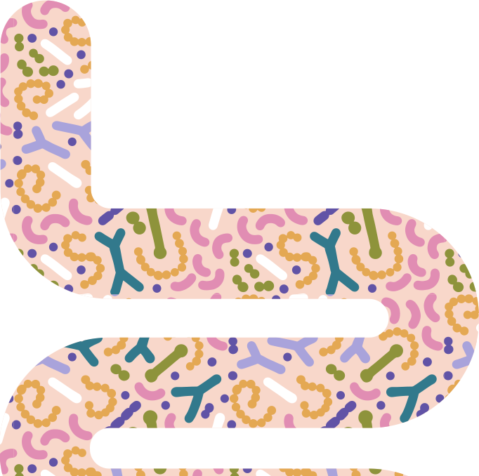 digestion illustration