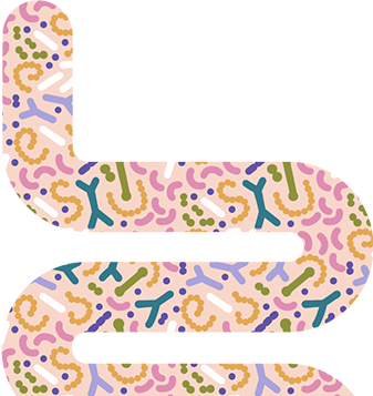 digestion illustration